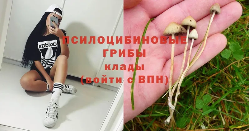 Галлюциногенные грибы Psilocybe  мега ТОР  Крымск 